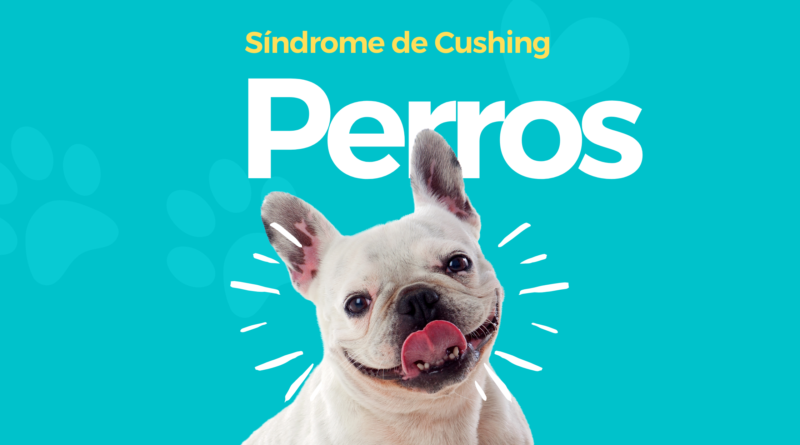 Síndrome de Cushing en Perros | 4 Puntos Importantes