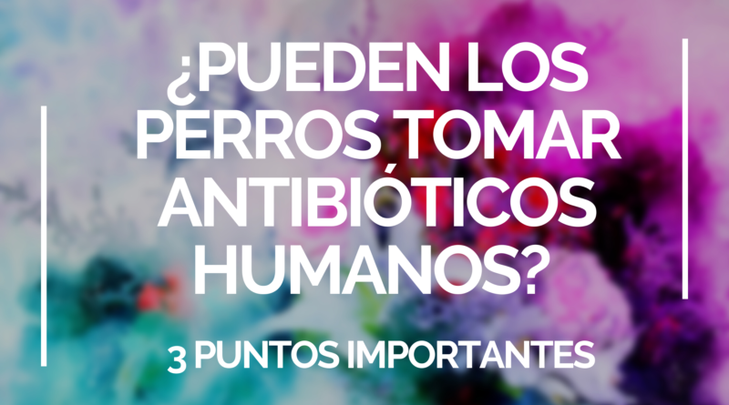 ¿Pueden los perros tomar antibióticos humanos? | 3 Puntos Importantes