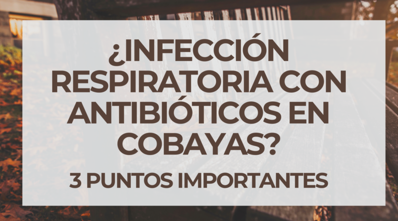 ¿Infección respiratoria con antibióticos en cobayas? | 3 Puntos Importantes