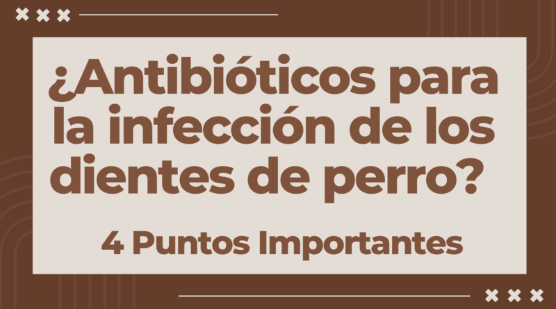 ¿Antibióticos para la infección de los dientes de perro? | 4 Puntos Importantes