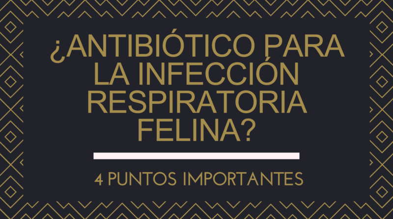 ¿Antibiótico para la infección respiratoria felina? | 4 Puntos Importantes